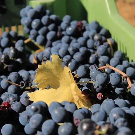 Gospodarstwo agroturystyczne La Cantina Relais - Fattoria Il Cipresso